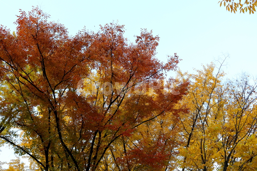 단풍,나무,단풍나무,느티나무,가을,자연,풍경,가을,계절,fall,autumn,season,식물,자연,plants,nature,나무,trees,wood,tree,plant,leaf,잎,maple