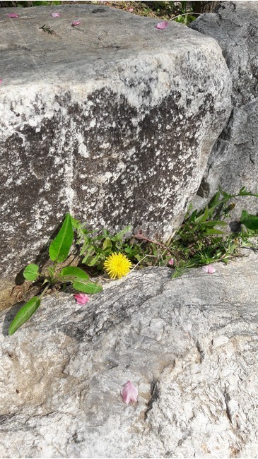 민들레,돌사이,계단,꽃,노랑,식물,자연,plants,nature,꽃,flower