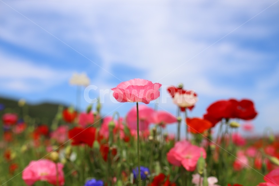 꽃,여름,양귀비,레드,핑크,식물,자연,plants,nature,꽃,flower