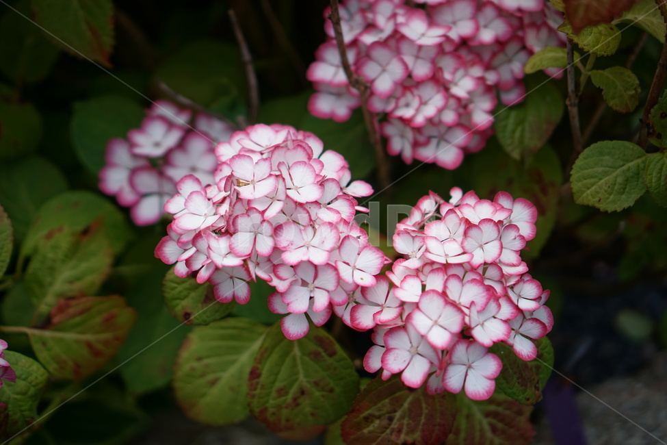 꽃,수국,여름,탐스러운,하얀꽃,식물,자연,plants,nature,꽃,flower