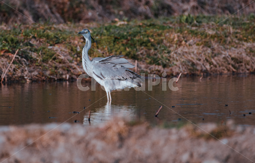 왜가리,연못,휴식,새,조류,동물,animal,조류,새,birds