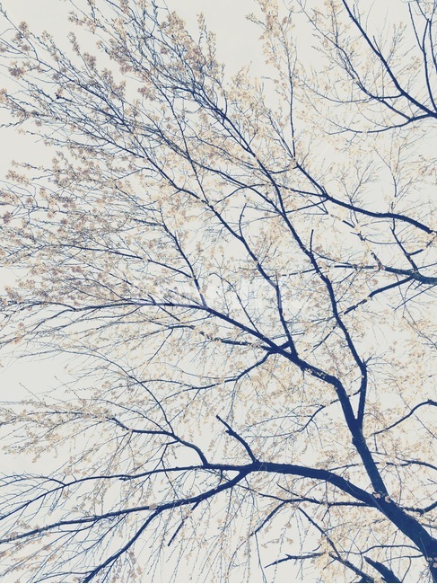 tree,나무,plant,식물,벗꽃,식물,자연,plants,nature