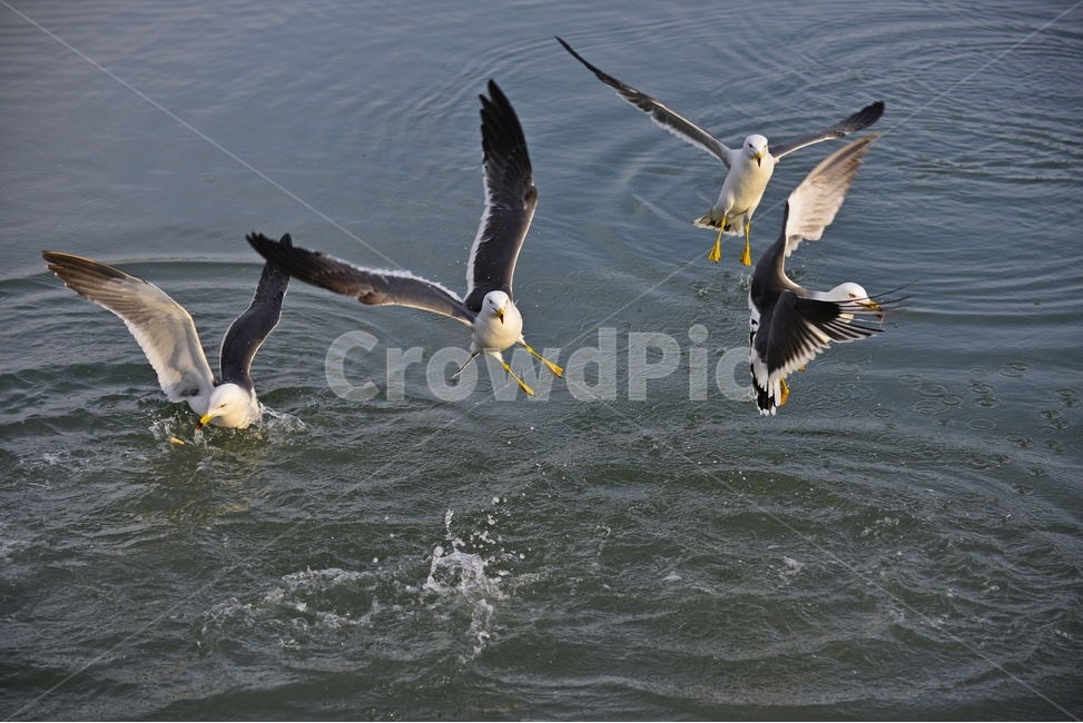 water,물,animal,동물,bird,새,flying,나는,비들기,바다,비상,새우깡,조류,자연,생태,동물,animal,조류,새,birds