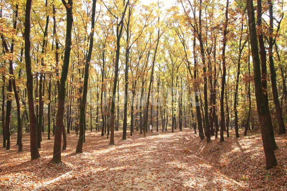 나무,tree,숲,nature,가을만추,나무,trees,wood