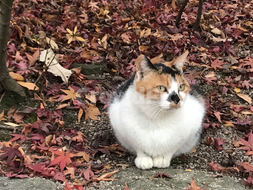 고양이,길고양이,삼색고양이,식빵고양이,가을,낙엽,가을,계절,fall,autumn,season,동물,animal,포유류,mammal,고양이,cat,kitten,kitty,leaf,잎,plant,식물,ground,바닥