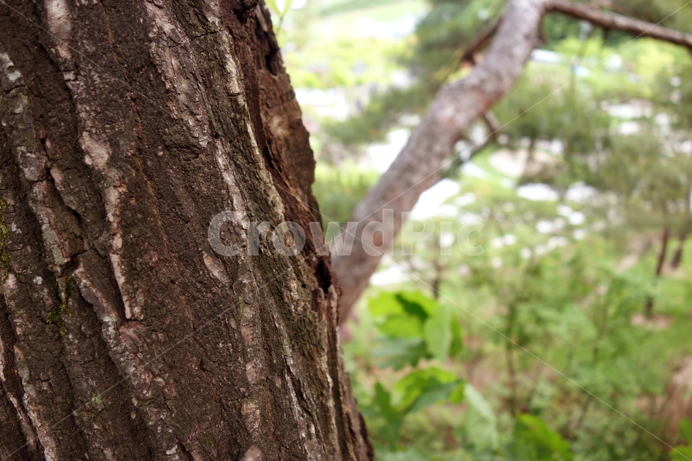 나무,근접사진,소나무,숲,따뜻한,나무껍질,아침,햇살,클로즈업,여름,wood,closeup,tree,sunlight,풍경,morningsunrise,background,bark,brown,day,detail,environment,forest,giant,green,growth,landscape,macro,material,natural,nature,old,outdoor,park,pattern,plant,rough,sequoia,skin,summer,sun,sunrise,sunset,sunshine,texture,textured,trees,vintage,wild,자연,풍경,nature,landscape,식물,plants,나무,trees,wood,tree trunk,나무 줄기