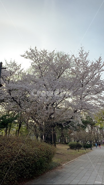 공원,벚꽃,나무,풀,산책,하늘,자연,역광,그늘,park,flower,tree,sky,nature
