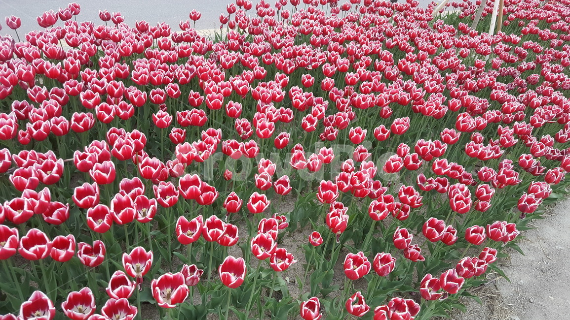 꽃,튤립,flower,tulip,꽃밭,식물,자연,plants,nature,꽃,flower