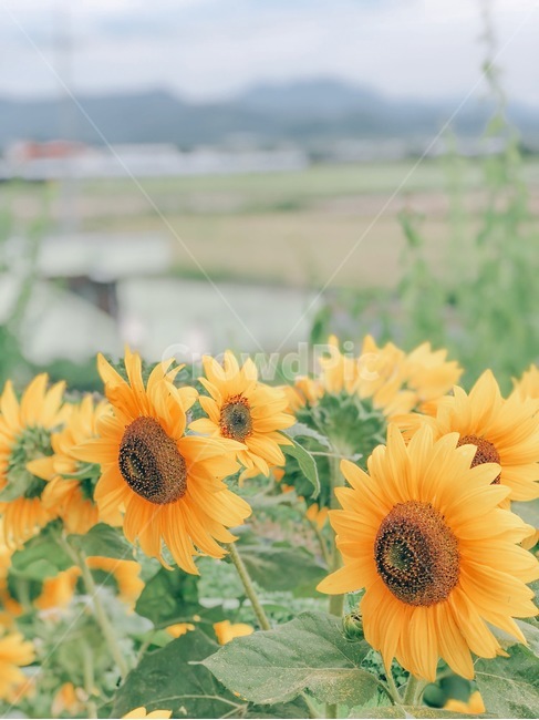 해바라기,해바라기마을,꽃,자연,하늘,날씨,함안,함안둑방길,여름,계절,summer,season,가을,fall,autumn,식물,자연,plants,nature,꽃,flower,감성,sensible,feeling,plant,blossom