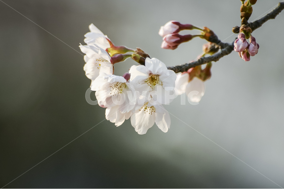 봄,꽃,개화,만개,벚꽃,cherryblossom,봄,계절,spring,season,식물,자연,plants,nature,꽃,flower,plant