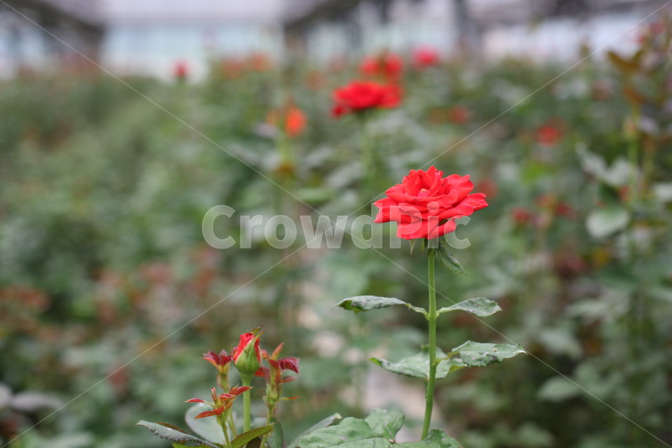 장미,rose,꽃,red,식물,식물,자연,plants,nature,꽃,flower