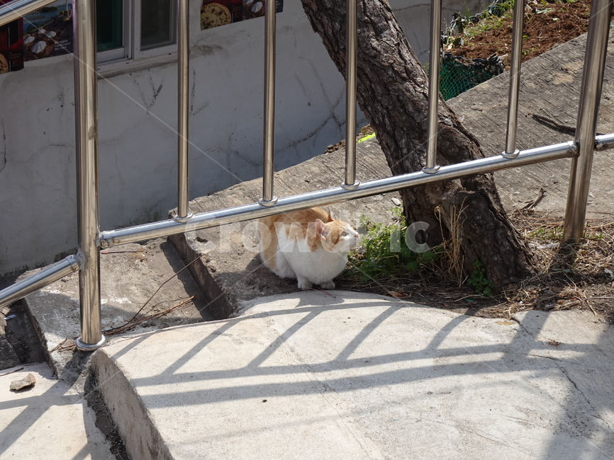 길고양이,길냥이,치즈태비,치즈길냥이,치즈고양이,동물,animal,포유류,mammal,고양이,cat,kitten,kitty