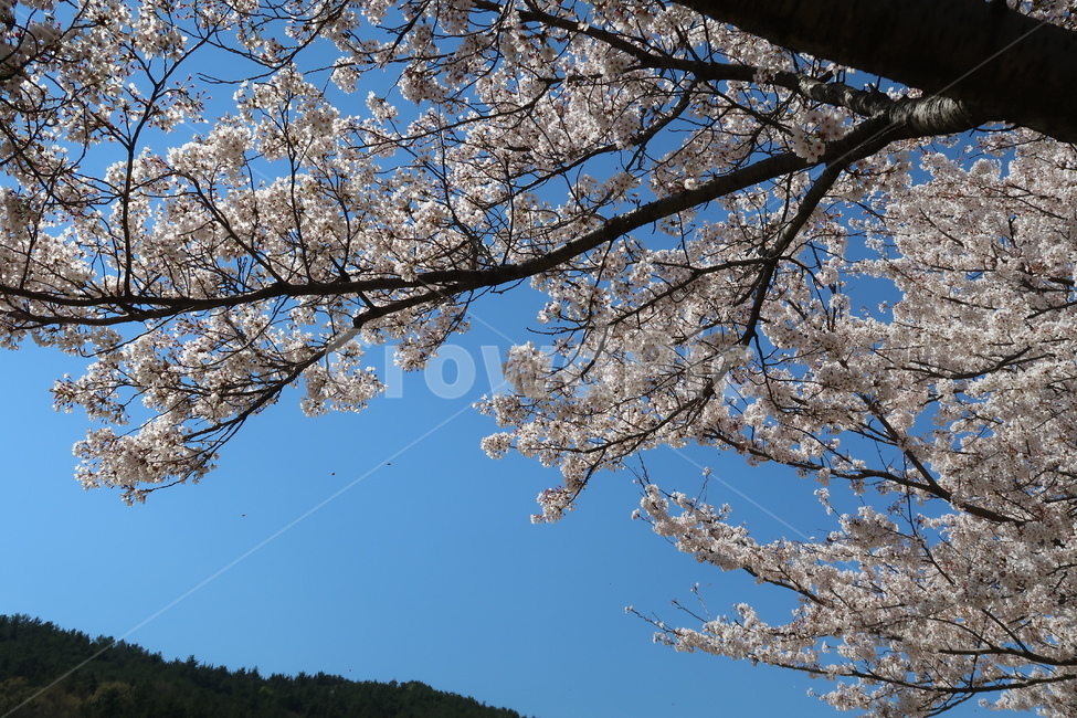 벚꽃,cherryblossom,blossom,꽃,plant,식물,봄,봄꽃,하늘,봄날씨,벚꽃만개,만개,개화,벚꽃개화