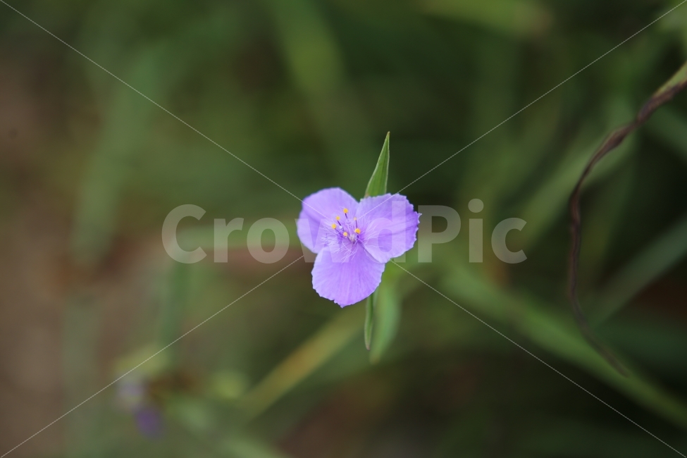 보라색꽃,한송이,자연,가을,힐링,배경,식물,자연,plants,nature,꽃,flower