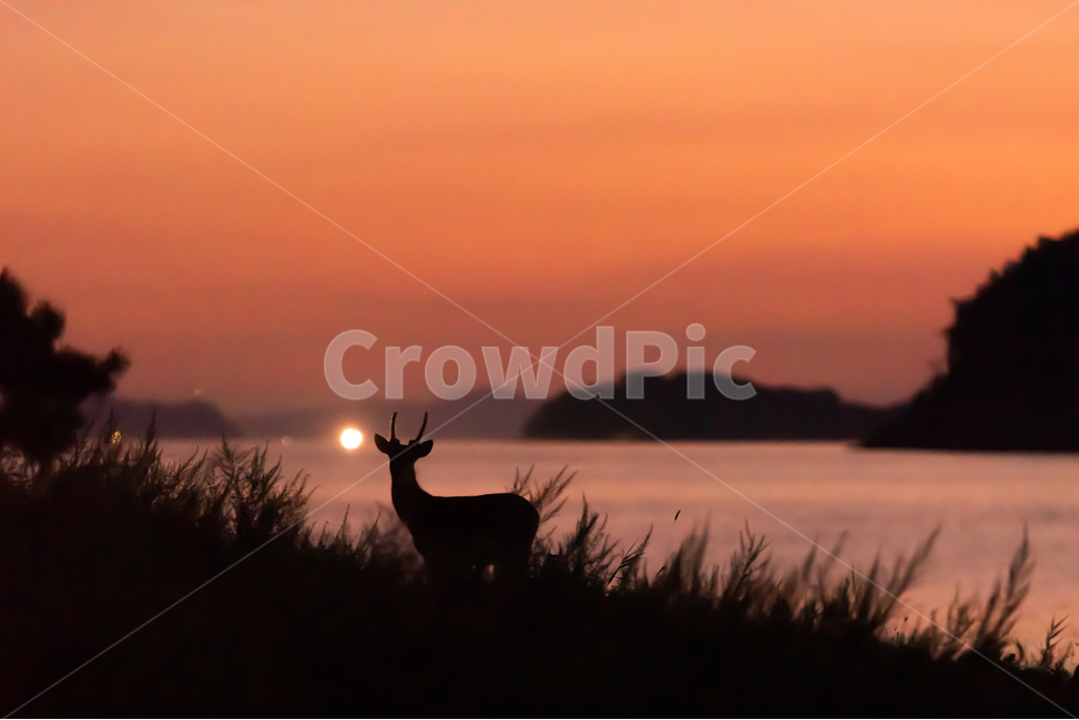 사슴,일몰,실루엣,동물,야생동물,자연,하늘,물,바다,silhouette,sky,sunset,outdoor,nature,dusk,deer,사슴뿔,풍경배경,배경,일몰배경,동물,animal,실루엣,그림자,silhouette,shadow