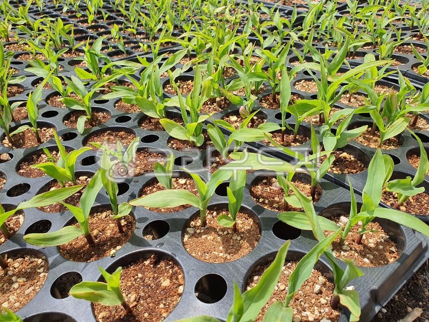 plant,식물,옥수수,옥수수모종,모종,봄,텃밭