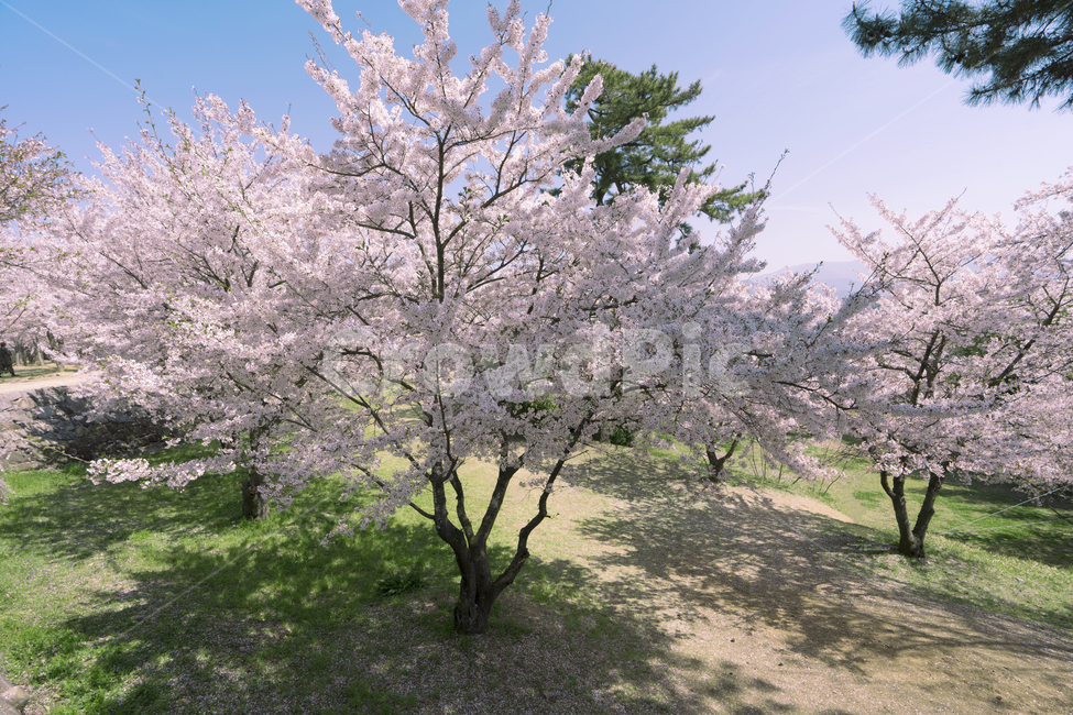 벚꽃,봄,꽃,풍경,나무,봄,계절,spring,season,plant,식물,blossom,flower