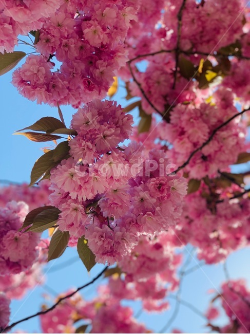 plant,식물,flower,blossom,꽃,cherryblossom,벚꽃,자연,nature,식물,자연,plants,nature,꽃,flower