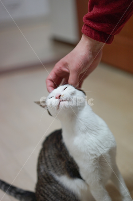 고양이,야옹이,코리안숏헤어,반려묘,미묘,애완동물,교감,교류,집사,스킨쉽,동물,animal,포유류,mammal,고양이,cat,kitten,kitty