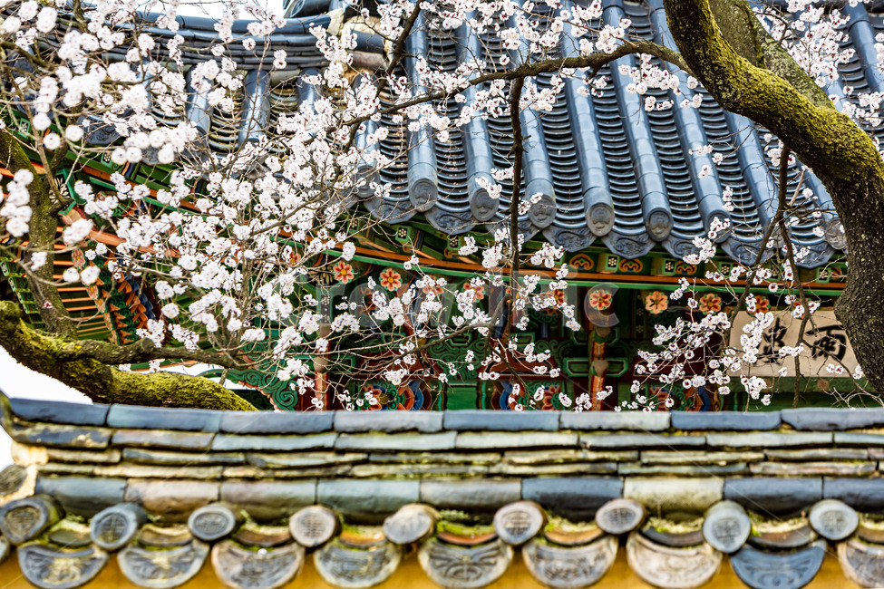 창덕궁,벚꽃,고궁,궁궐,기와,봄,기와지붕,건축물,전통건축물,문화유산,문화재,전통담장,식물,꽃,한국전통,한국문화,korean traditional,korean culture,건축물,건물외관,exterior,building,structure,architecture,construction