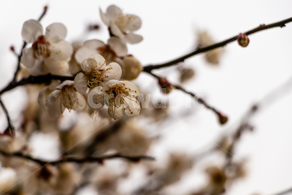 매화,매화꽃,매실꽃,백매화,흰매화,봄,계절,spring,season,식물,자연,plants,nature,꽃,flower,plant,blossom
