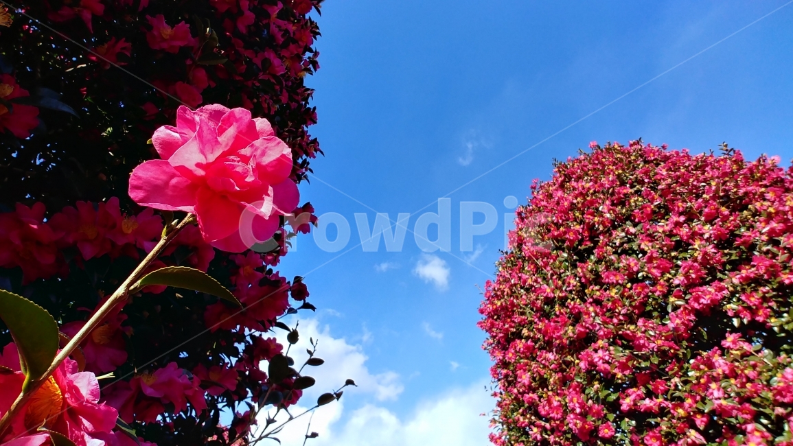 꽃,동백꽃,위미리동백군락지,겨울꽃,동백,flower,camellia,jeju,제주도,식물,자연,plants,nature,꽃,flower