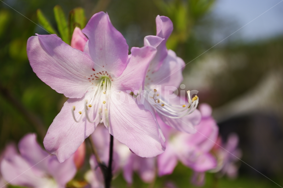 철쭉,꽃,flower,계절,봄,spring,식물,plant,자연,nature,식물,자연,plants,nature,꽃,flower