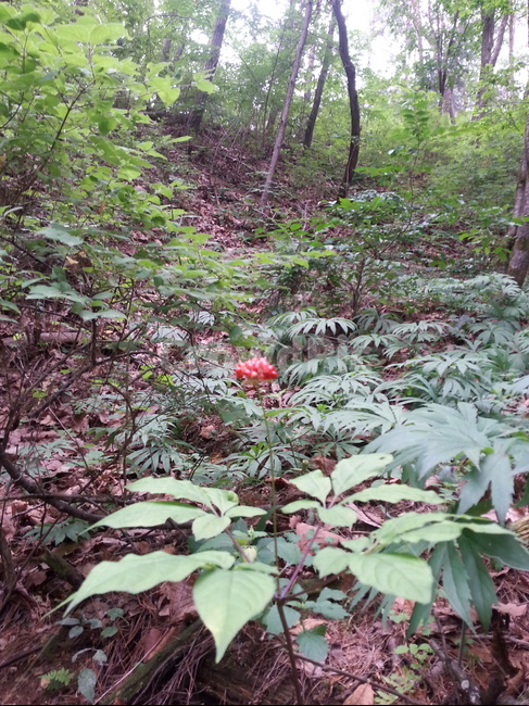 산삼,야생산삼,자연산삼,산삼잎,산삼열매,산삼꽃,식물,자연,plants,nature