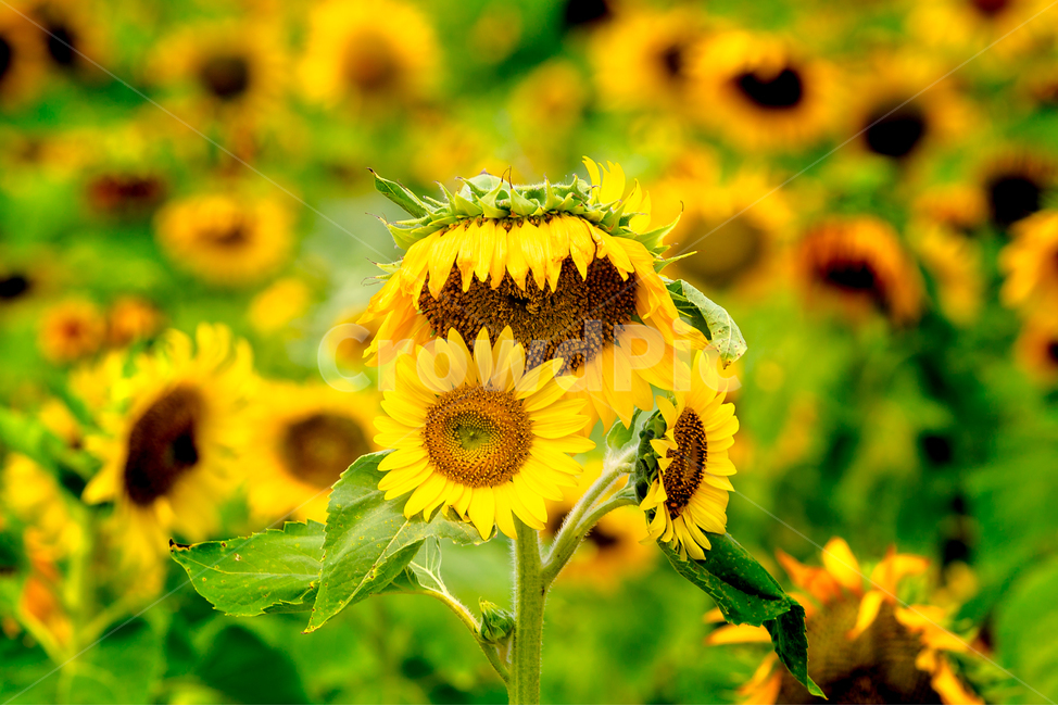 해바라기,해바라기마을,해바라기밭,해바라기씨,강주,식물,자연,plants,nature,꽃,flower