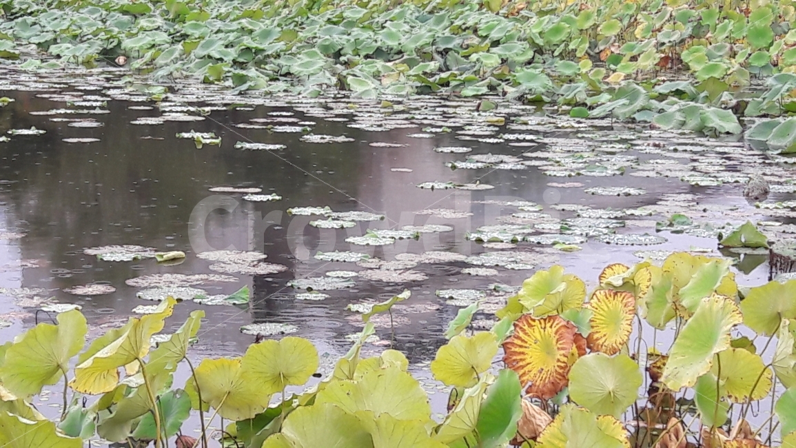 연못,연잎,빗방울,가을,초록,자연,풍경,nature,landscape,outdoors,옥외,land,땅,water,물,plant,식물
