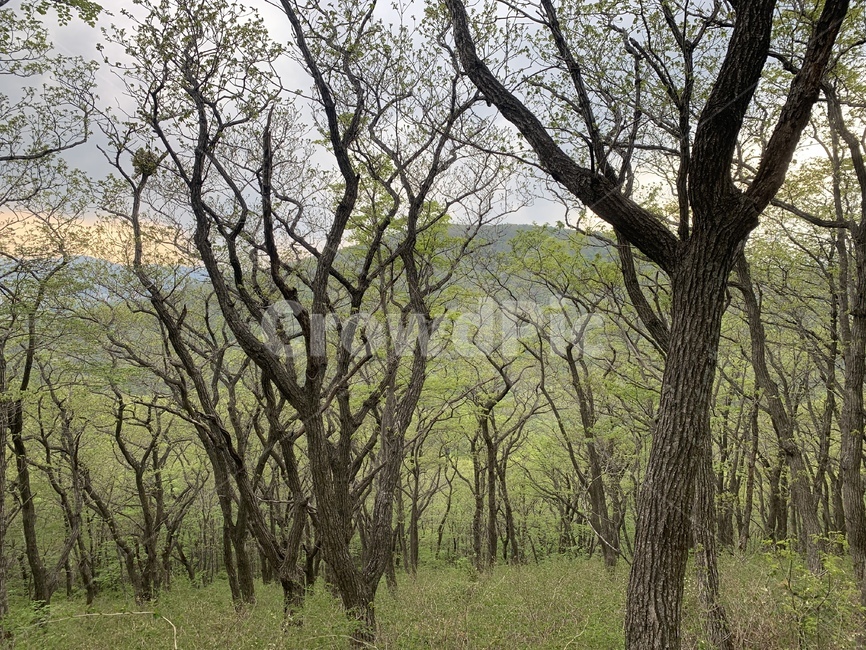 연두색,그린,초록색,산,식물,자연,풍경,nature,landscape,tree trunk,나무 줄기,tree,나무,plant