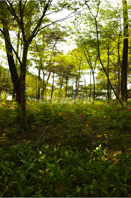 수목원,힐링,식물,plants,nature,산책,숲,초록,빛,자연,풍경,nature,landscape,tree,나무,plant