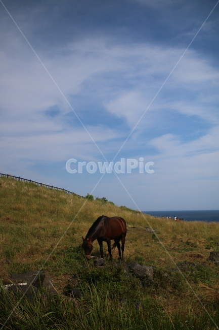 말,horse,자연,하늘,구름,제주도,산방산,자연경관,제주도,jeju,jeju island,동물,animal,포유류,mammal,outdoors,옥외,grassland,목초지,field,들,nature