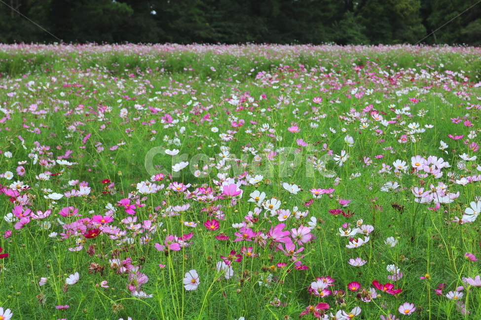 꽃,코스모스,코스모스꽃,식물,자연,풍경,가을,꽃밭,국화과,식물,자연,plants,nature,꽃,flower