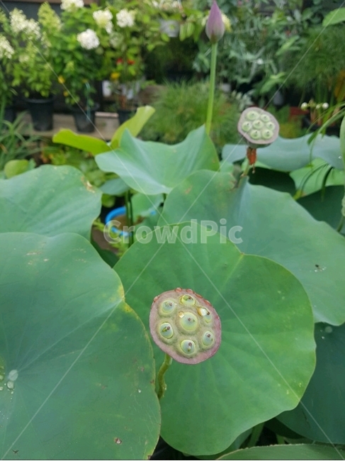 연꽃,식물,꽃,plants,flower,lotus,연잎,lotusleaf,식물,자연,plants,nature,꽃,flower