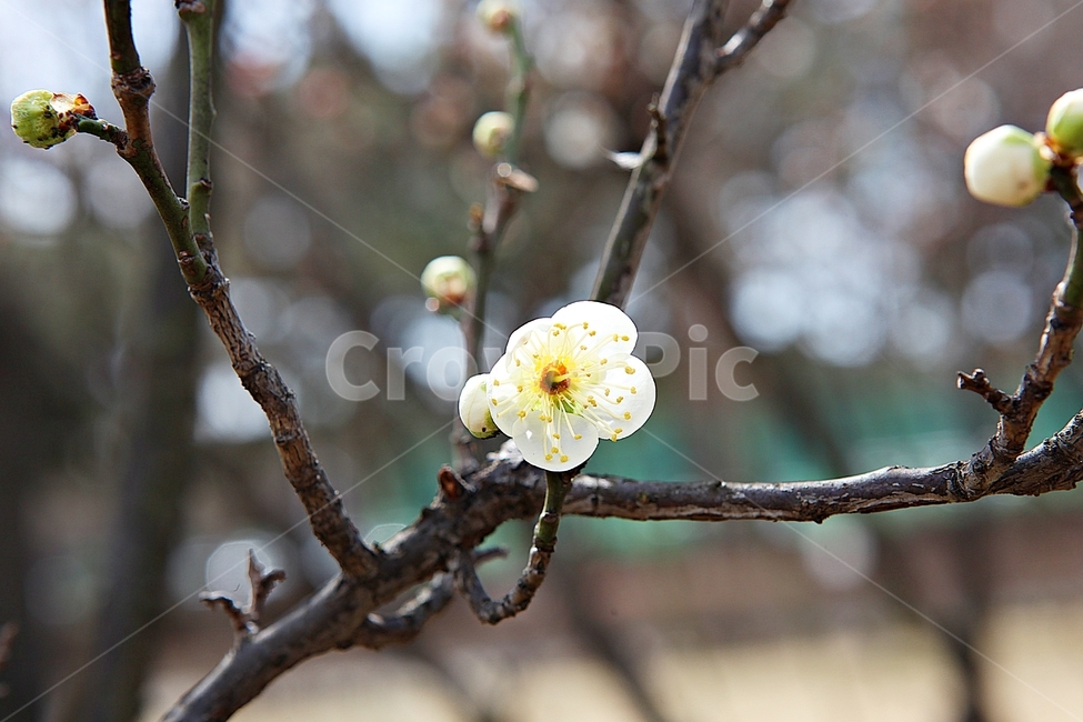 매화,매화꽃,꽃,꽃잎,봄꽃,봄,매화나무,식물,식물,자연,plants,nature,꽃,flower