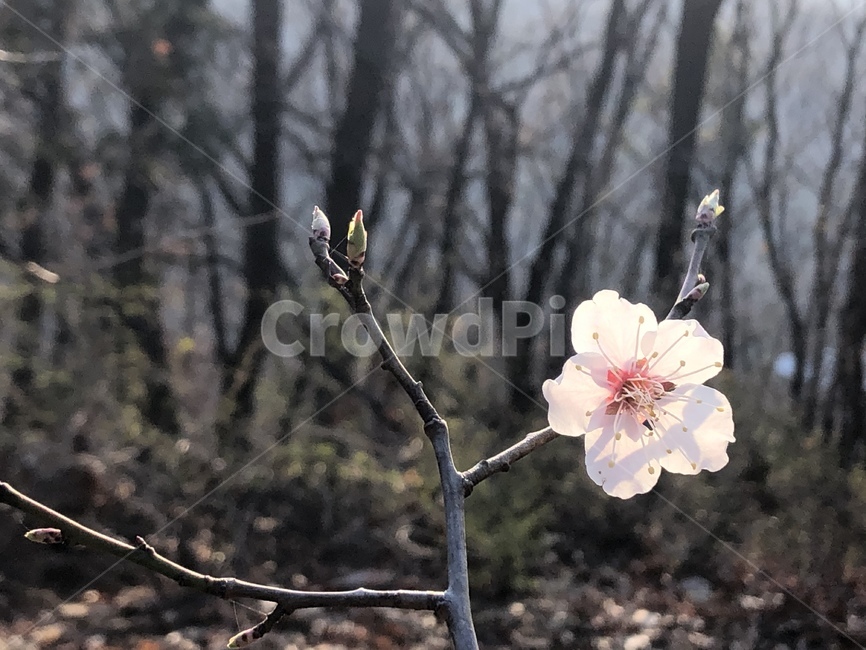 plant,식물,꽃,봄,벚꽃,flower