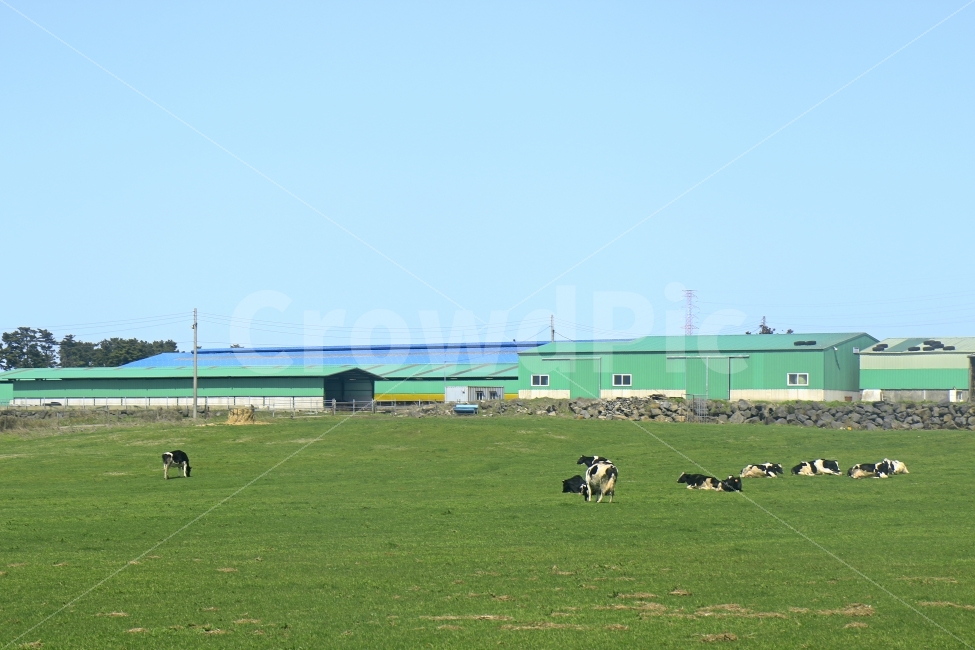 제주도,젖소,농장,농원,잔디,잔디밭,풍경,풍경사진,여행,여행사진,동물,animal,포유류,mammal,산업,industry,industrial,목축업,목장,livestock farming,ranching,pasture