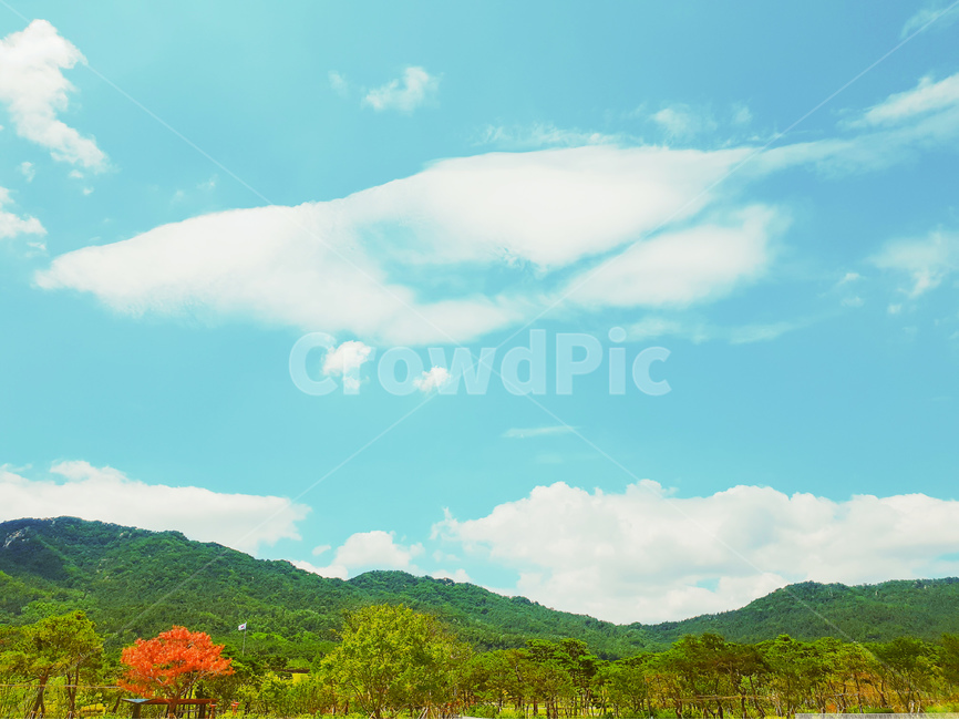 흰구름,하늘,풍경,나무,여름,자연,풍경,nature,landscape,outdoors,옥외,weather,날씨