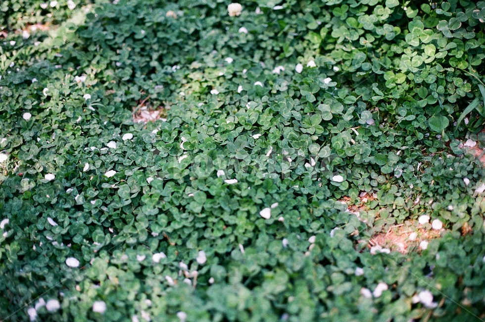 클로버,행운,세잎클로버,토끼풀,풀밭,필름사진,식물,자연,plants,nature
