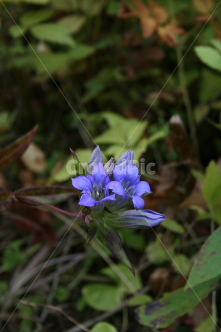 꽃,flower,plant,식물,용담꽃,식물,자연,plants,nature,꽃,flower