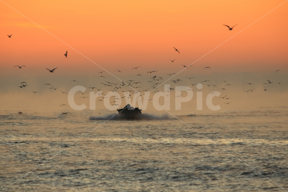 울산강양항,멸치잡이,어부,일출,물안개,어선,바닷가,풍경,고기잡이,동물,animal,조류,새,birds,인물실루엣,사람실루엣,character silhouette,human silhouette,산업,industry,industrial,어업,fishery,fishing industry,교통,교통수단,traffic,transportation,flock,대군,bird,vehicle,차량,boat,보트