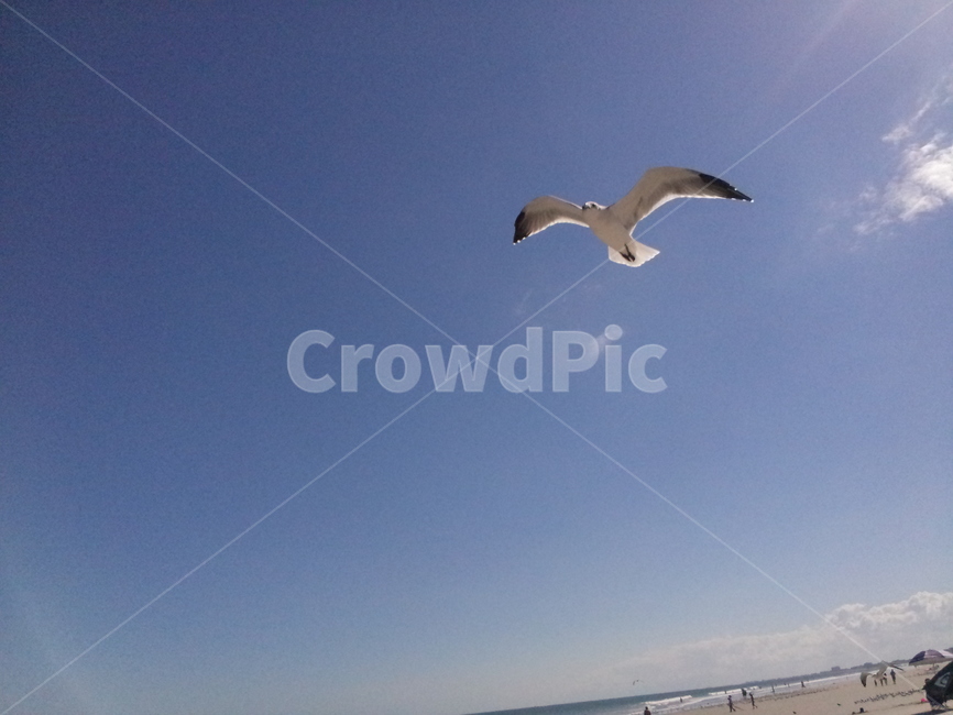 갈메기,파란하늘,바다,이국적인,바람,새,동물,flying,나는