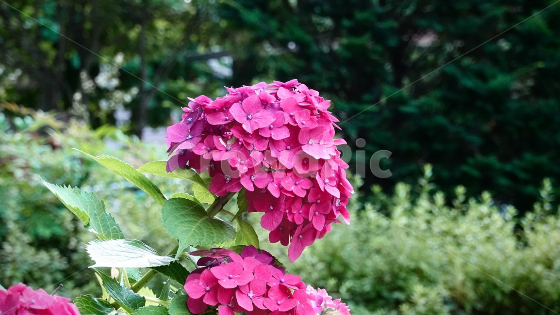 꽃,접사,수국,정원,여름