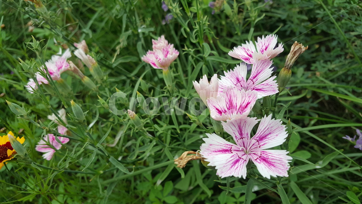 꽃,분홍색,flower,pink,분홍꽃