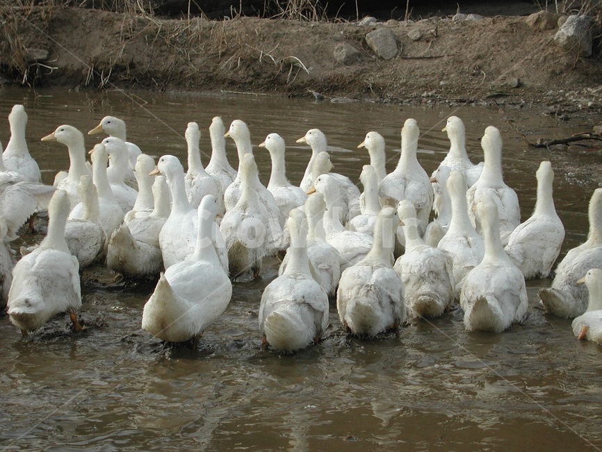 오리,새,물새,강,새때,강물,이동,무리,오리때,자연,하천,동물,animal,조류,새,birds