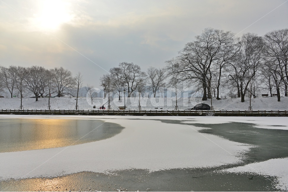 plant,식물,tree,나무,winter,겨울,blizzard,눈보라,nature,자연,outdoors,옥외,snow,눈,담양,관방천,관방제림,관방천설경,관방제림설경