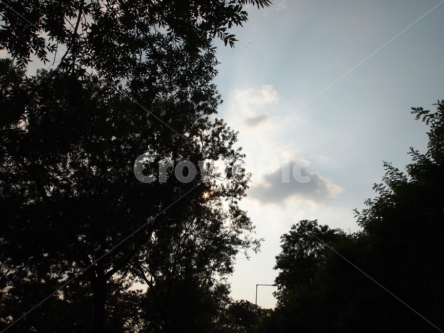 하늘,나무,산책,공원,자연