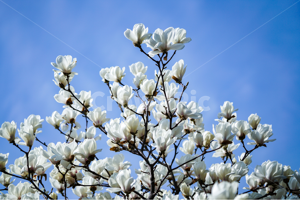 목련,봄,꽃,하늘,sprilg,magnolia,flowers,sky,april,4월,봄,계절,spring,season,식물,자연,plants,nature,꽃,flower,plant,blossom