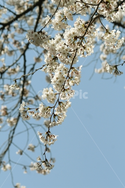 flower,blossom,plant,꽃,식물